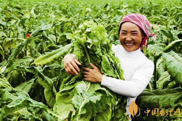 煙葉稅是什么，煙葉稅如何計算