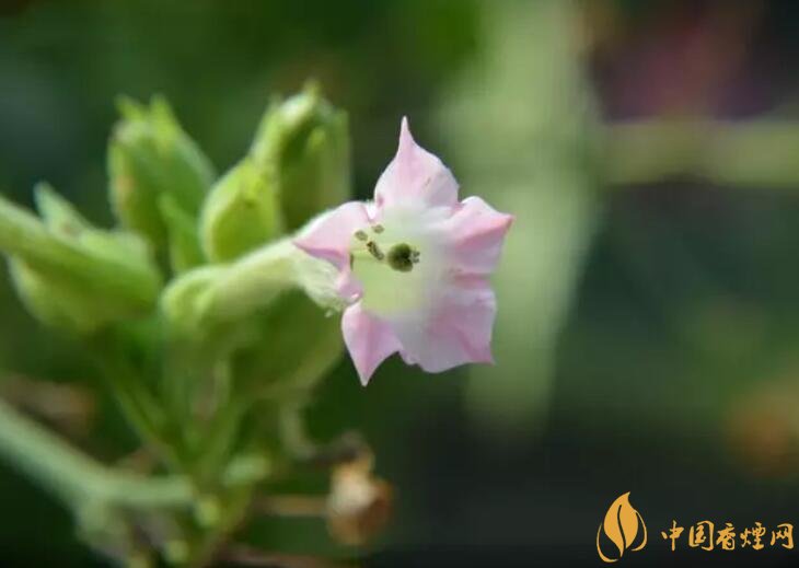 煙草花花語是什么，煙草花什么時候開花