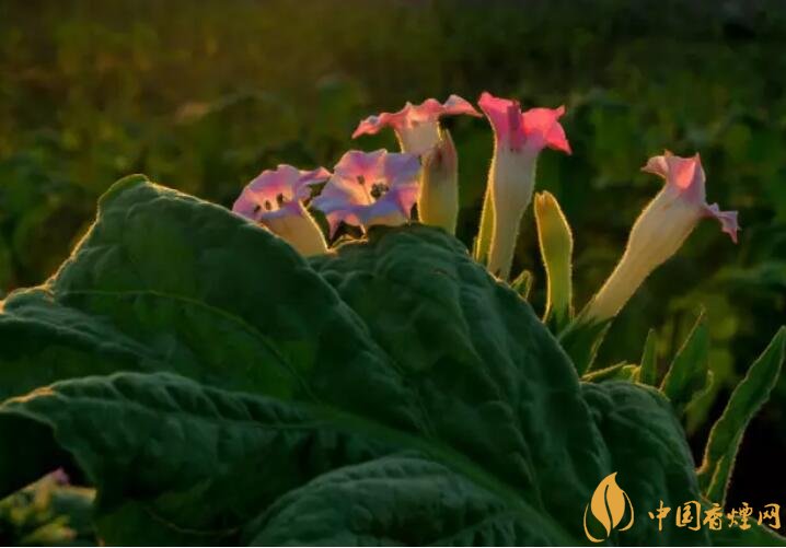 煙草花花語是什么，煙草花什么時候開花