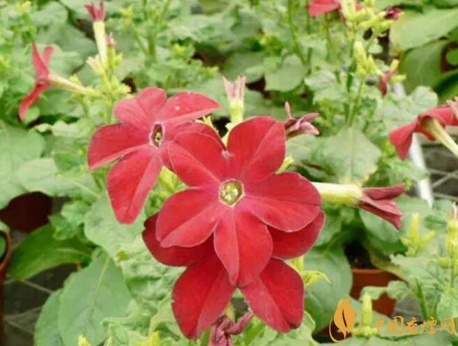 煙草花花語是什么，煙草花什么時候開花